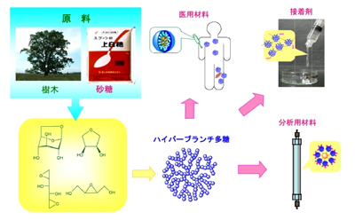 北海道大学 大学院工学研究科 生物機能高分子専攻 研究紹介