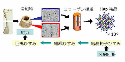 図１非侵襲生体内応力測定原理