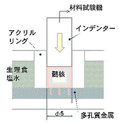 図１　椎間板髄核の拘束単軸圧縮試験