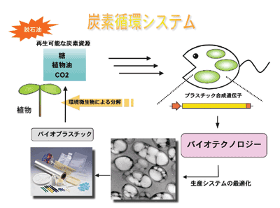 炭素循環システム