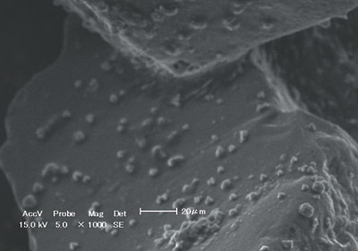 図2　電子顕微鏡で見た砂の粒子間および粒子表　面に析出した炭酸カルシウム