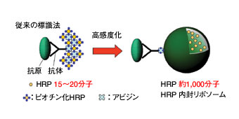 図2　HRP内封リポソームの標識体への応用