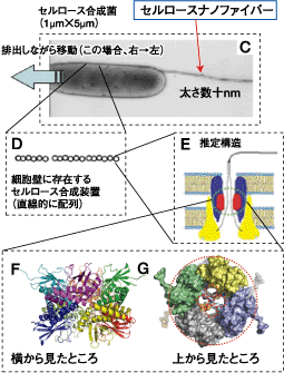 図2　バクテリアセルロースの合成機構