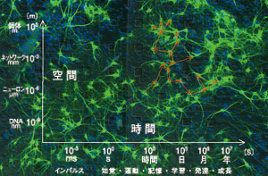 図1　空間と時間の広範なスケールに渡る研究対象 背景は多電極ディッシュ上に培養されたニューロンのネットワーク