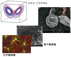 図2　空間：光学・電子顕微鏡によるイメージング 時間：カオス・フラクタルなどの複雑系理論解析