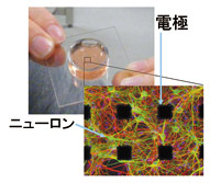 図2　複数の電極が埋め込まれた特殊な培養皿