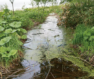 窒素などの栄養分が過多となった排水路