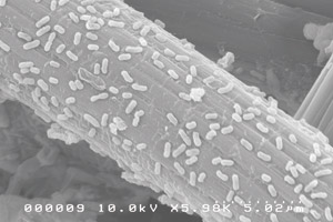 微生物が付着した電極付着量増加 発電効率向上