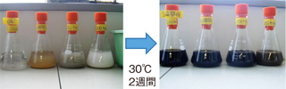 図2 粘土鉱物によるフェノール類、アミノ酸、糖類からの暗色高分子化合物（腐植物質）の生成