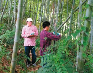 山林での竹の調査