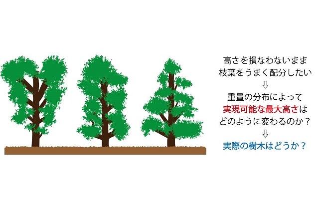 樹木はどこまで高く成長することができるのか？～数理モデルで「最大高さ」の導出に成功～