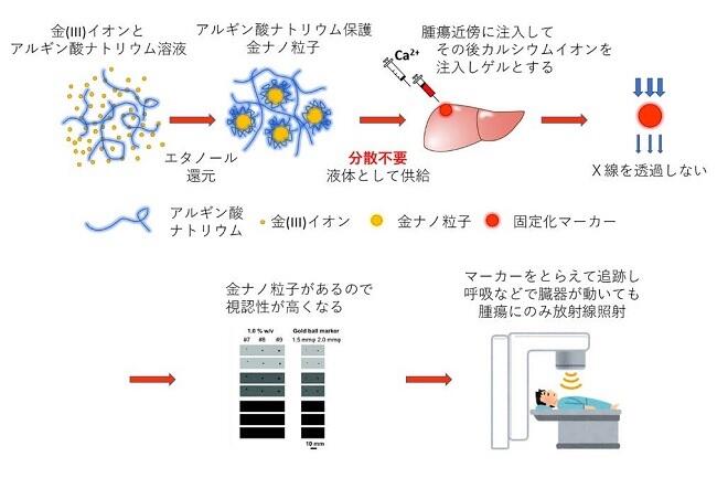 アルギン酸ナトリウム保護金ナノ粒子を使った低侵襲X線マーカーゲルの開発に初めて成功～分散性が高く、留置の際の侵襲を抑えた金ナノ粒子系マーカーのがん放射線治療の適応に期待～