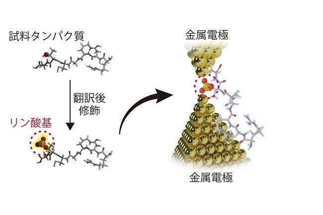 タンパク質の翻訳後修飾を単分子検出する手法を開発－がんに対する次世代医療への応用に期待－ (PDF)