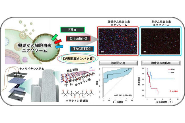卵巣がんに対する新しいバイオマーカーとして期待 ポリケトン鎖修飾ナノワイヤを用いた新たなエクソソーム捕捉法を開発 (PDF)