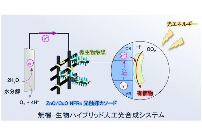 簡便で環境にやさしい方法により光触媒電極ZnO/CuO ナノ複合体（NFRs）の作製・性能評価に成功～微生物を組み合わせた無機-生物ハイブリッド型人工光合成の実現へ一歩前進～