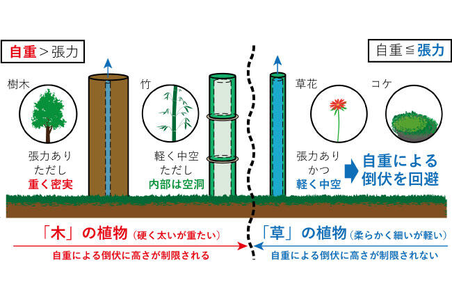 「草」と「木」の境目はどこ？～力学のレンズを通して、植物の新しい分類方法を発見～