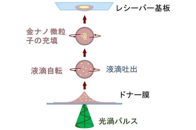 光渦の照射による金ナノインクの超精細パターニングに成功！－次世代プリンタブルエレクトロニクス技術の確立－ (PDF)