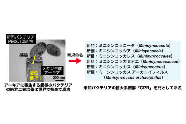 メタン生成アーキアに寄生するバクテリア　未知バクテリアの巨大系統群「CPR」に属する超微小バクテリアの培養に成功 (PDF)
