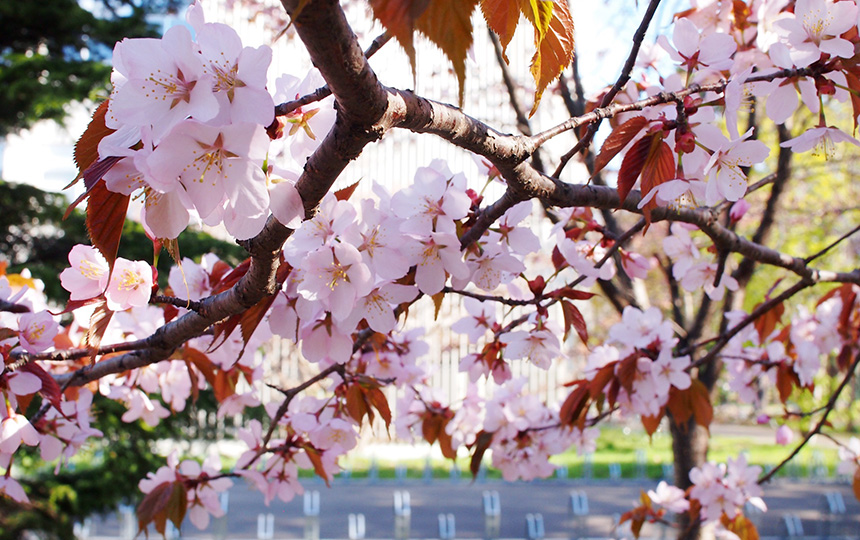 工学部周辺の草花1