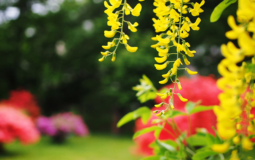 工学部周辺の草花3