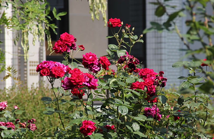 工学部周辺の草花4