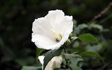 工学部周辺の草花5