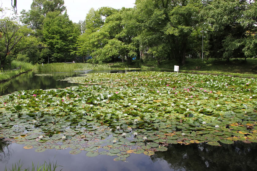 大野池 水面