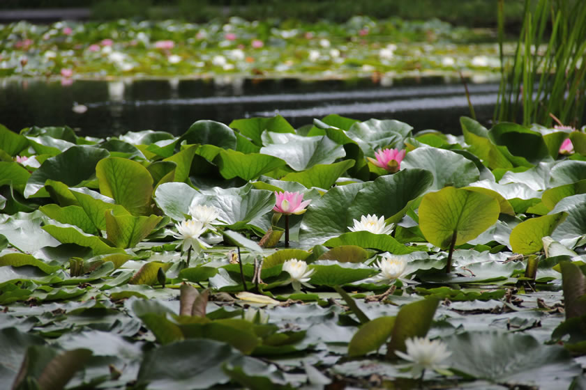 大野池 睡蓮の花