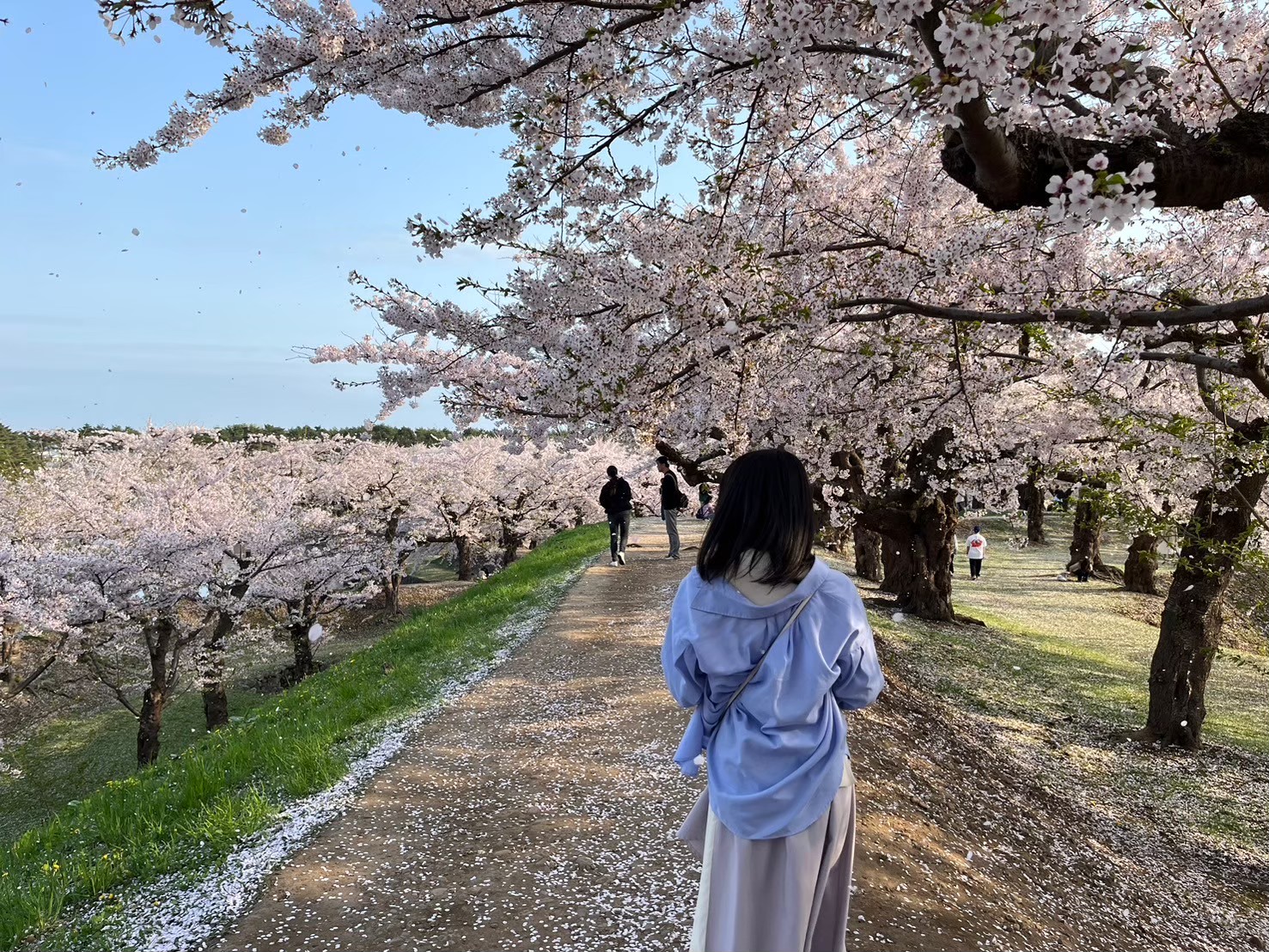 田﨑芹夏のプロフィール画像