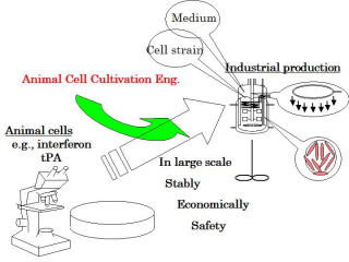 The technology of culturing animal tissue cells