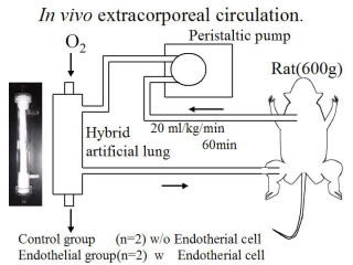 Creation of a hybrid artificial lung