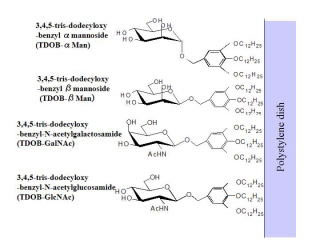 Presentation of a synthetic glycolipid ligand