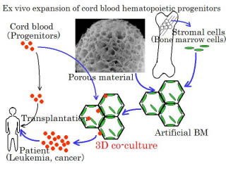 In vitro amplification of hematopoietic progenitor cells using three-dimensional co-culture