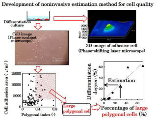 Development of a non-invasive method of measuring the status of cell differentiation 