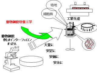 動物細胞培養工学