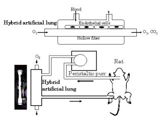 ハイブリッド型人工肺構築