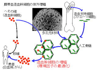 ３次元共培養による造血前駆細胞体外増幅