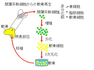 骨髄間葉系幹細胞からの軟骨再生<