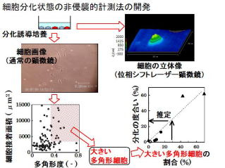 細胞分化状態の非侵襲的計測法の開発