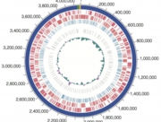 FigS2_genome_circular_map.jpg