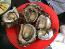 oyster.jpg