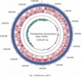 Fig1 genome circular map.jpg