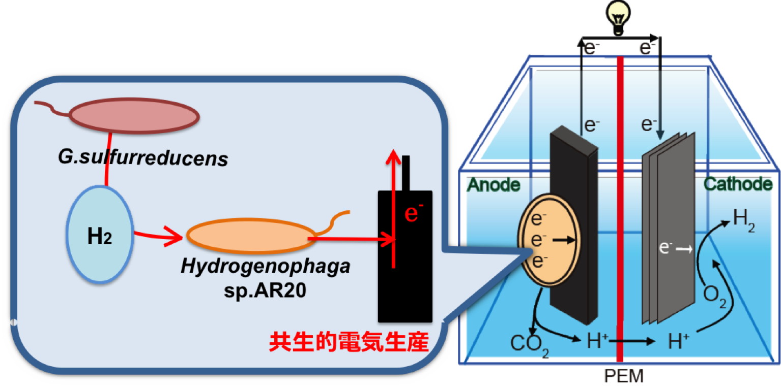 微生物燃料電池 研究内容 水質変換工学研究室