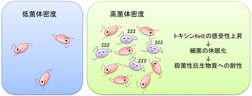 北海道大学