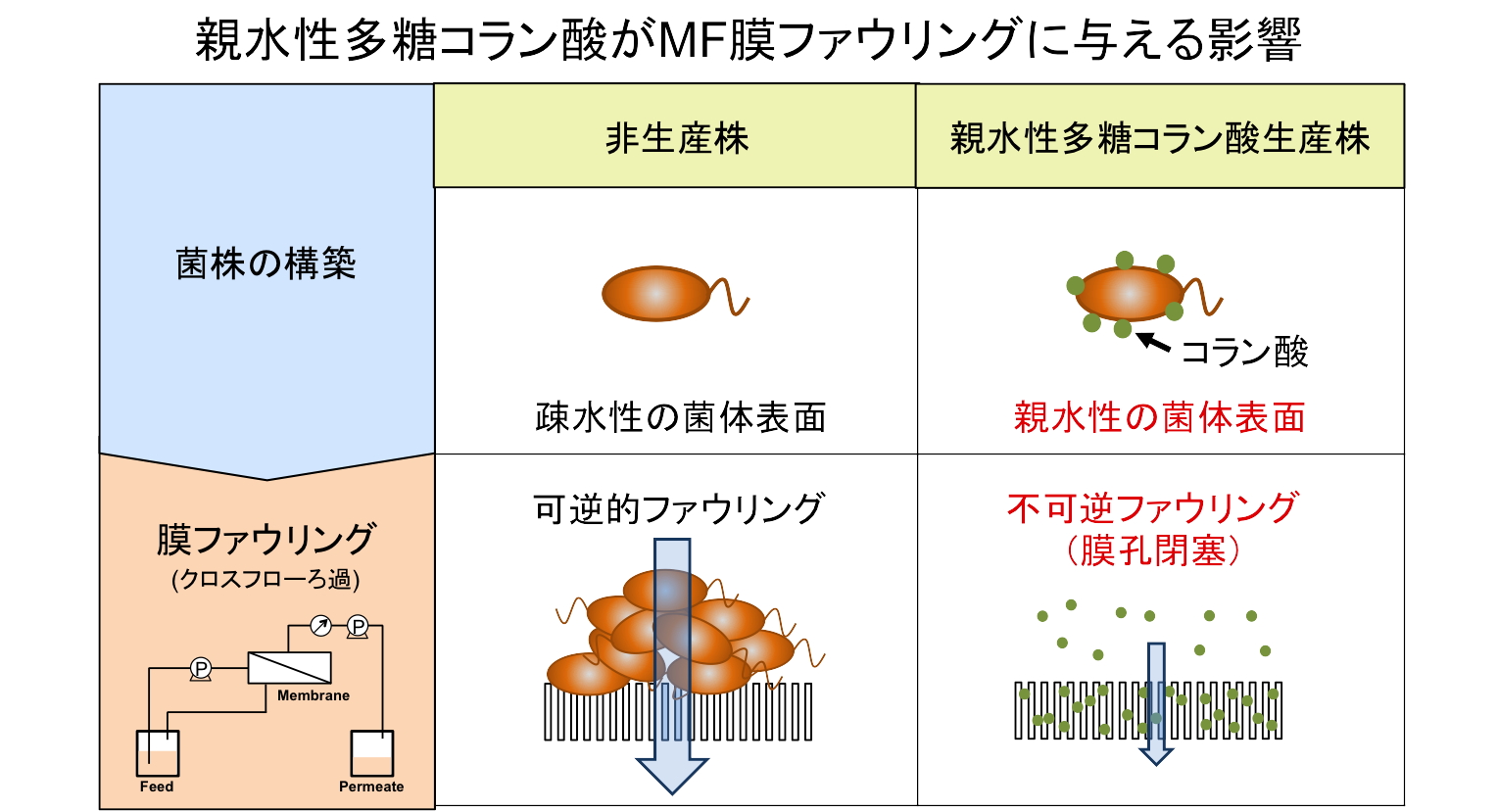 北海道大学